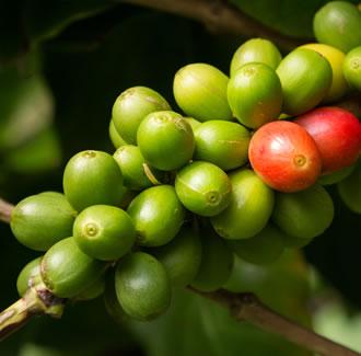 Coffee (Green) Essential Oil