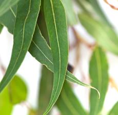 Eucalyptus Lemon Essential Oil