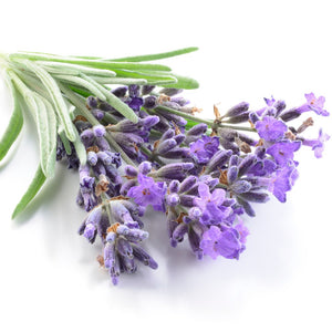 French Lavender Fragrance Oil
