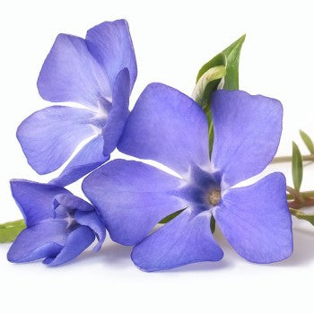 Blue Violet Fragrance Oil